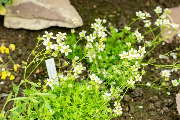 Saint Gallen, İsviçre, 9 Mayıs 2025 Saxifraga Tombeanensis bitkisi botanik bahçesinde.
