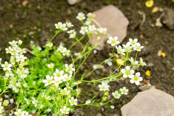 Saint Gallen, İsviçre, 9 Mayıs 2025 Saxifraga Tombeanensis bitkisi botanik bahçesinde.