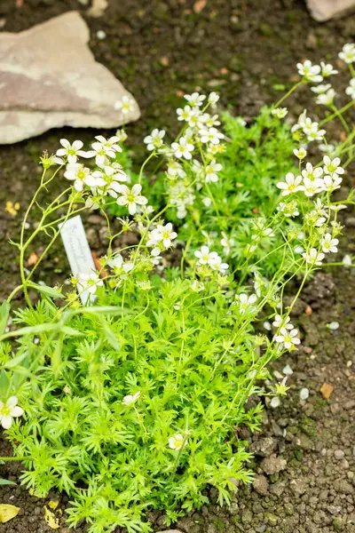 Saint Gallen, İsviçre, 9 Mayıs 2025 Saxifraga Tombeanensis bitkisi botanik bahçesinde.