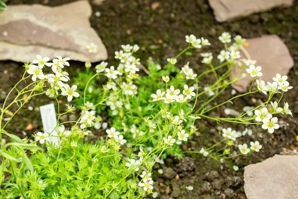 Saint Gallen, İsviçre, 9 Mayıs 2025 Saxifraga Tombeanensis bitkisi botanik bahçesinde.