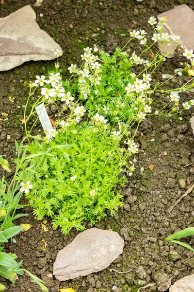 Saint Gallen, İsviçre, 9 Mayıs 2025 Saxifraga Tombeanensis bitkisi botanik bahçesinde.