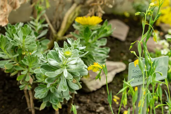 Saint Gallen, İsviçre, 9 Mayıs 2025 Asteriscus Intermedius bitkisi botanik bahçesinde.