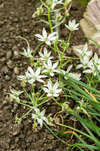 Saint Gallen, İsviçre, 9 Mayıs 2025 Ornithogalum Umbellatum veya botanik bahçesindeki Bethlehem fabrikasının yıldızı