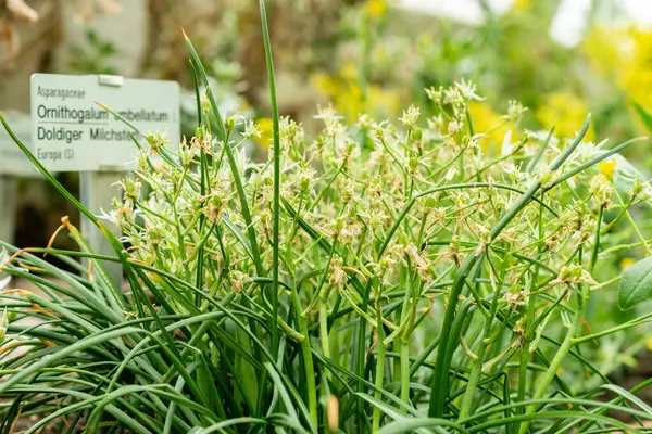 Saint Gallen, İsviçre, 9 Mayıs 2025 Ornithogalum Umbellatum veya botanik bahçesindeki Bethlehem fabrikasının yıldızı