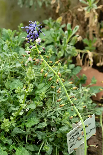 Saint Gallen, İsviçre, 9 Mayıs 2025 Weissii bitkisi botanik bahçesinde.