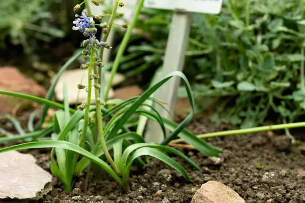 Saint Gallen, İsviçre, 9 Mayıs 2025 Weissii bitkisi botanik bahçesinde.