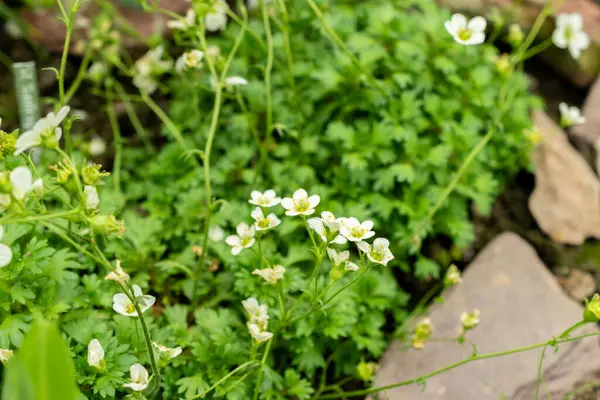 Saint Gallen, İsviçre, 9 Mayıs 2025 Saxifraga Callosa Botanik Bahçesindeki Catalaunica fabrikası