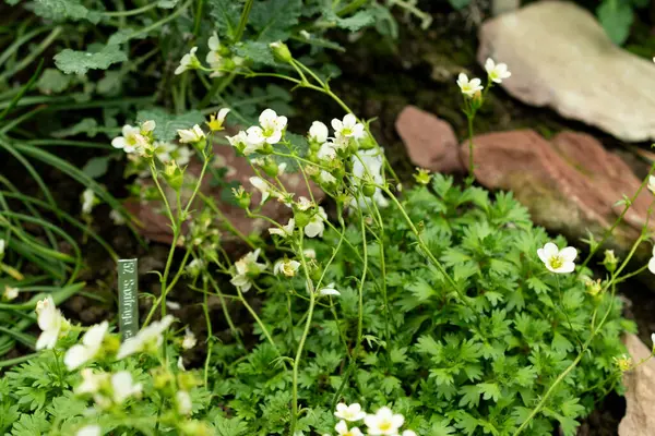 Saint Gallen, İsviçre, 9 Mayıs 2025 Saxifraga Callosa Botanik Bahçesindeki Catalaunica fabrikası