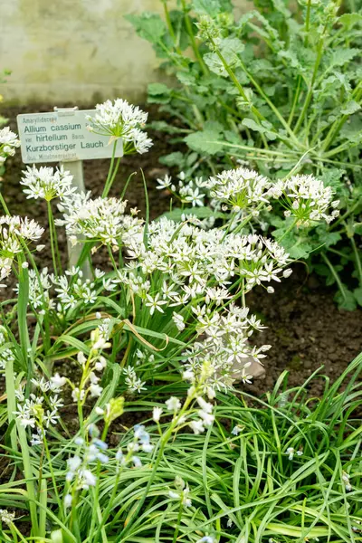 Saint Gallen, İsviçre, 9 Mayıs 2025 Botanik Bahçesindeki Allium Cassium fabrikası