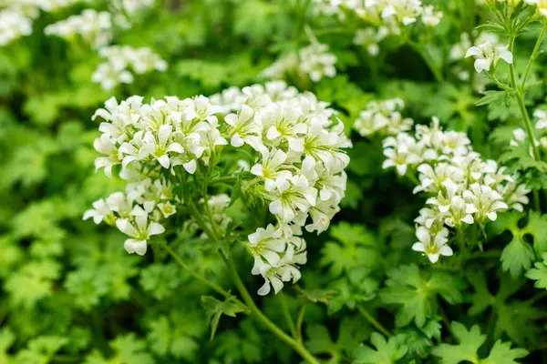 Saint Gallen, İsviçre, 9 Mayıs 2025 Saxifraga Geranioides bitkisi botanik bahçesinde.