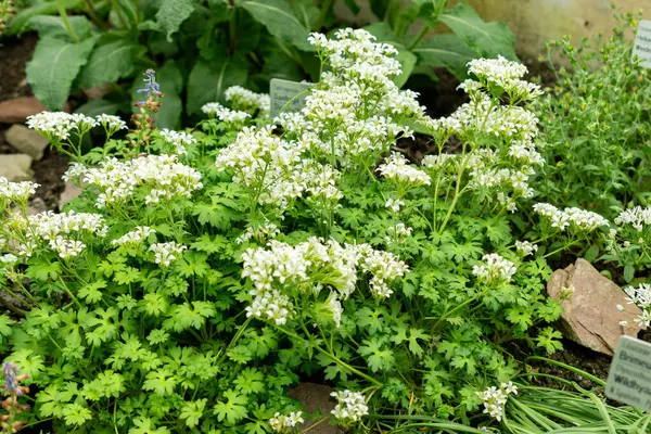 Saint Gallen, İsviçre, 9 Mayıs 2025 Saxifraga Geranioides bitkisi botanik bahçesinde.