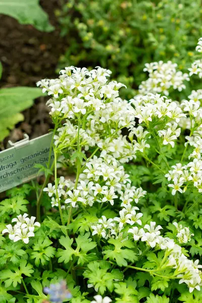 Saint Gallen, İsviçre, 9 Mayıs 2025 Saxifraga Geranioides bitkisi botanik bahçesinde.