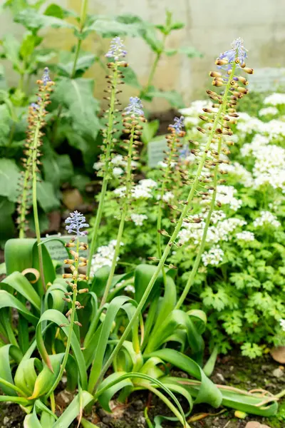 Saint Gallen, İsviçre, 9 Mayıs 2025. Leopoldia Cycladica bitkisi botanik bahçesinde.