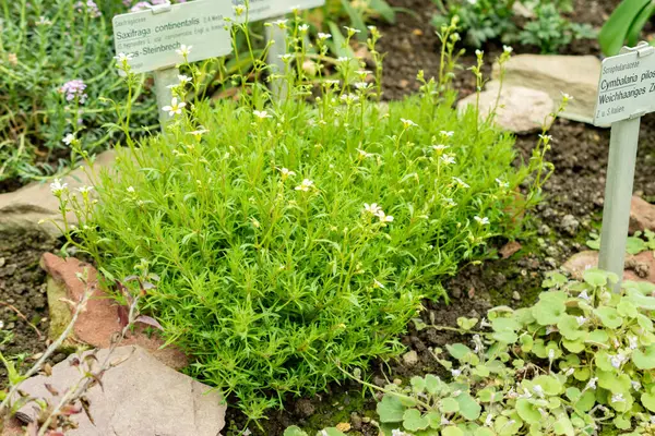 Saint Gallen, İsviçre, 9 Mayıs 2025 Saxifraga Continentalis bitkisi botanik bahçesinde.