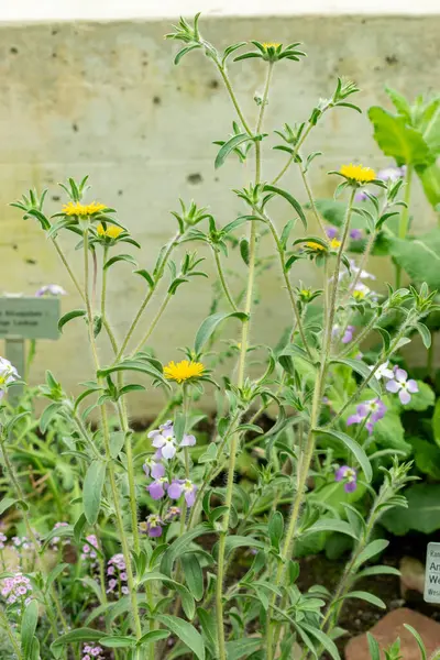 Saint Gallen, İsviçre, 9 Mayıs 2025 Pallenis Spinosa veya botanik bahçesindeki dikenli yıldız otu bitkisi