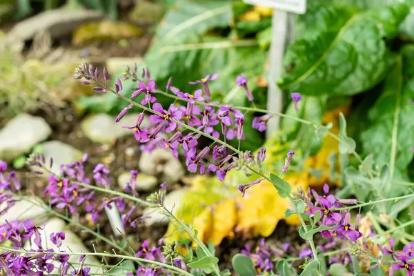 Saint Gallen, İsviçre, 9 Mayıs 2025 Moricandia Moricandioides bitkisi botanik bahçesinde