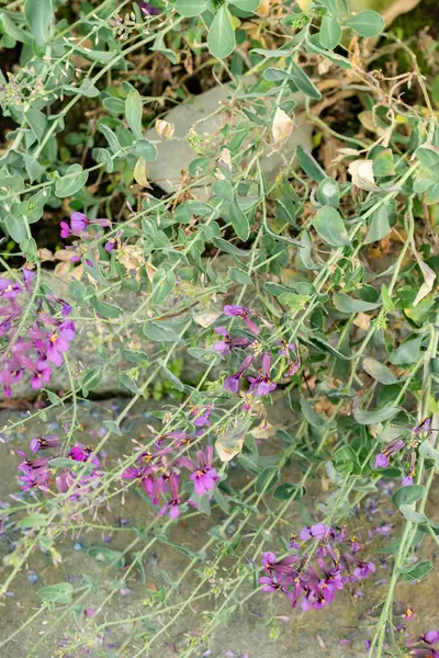 Saint Gallen, İsviçre, 9 Mayıs 2025 Moricandia Moricandioides bitkisi botanik bahçesinde