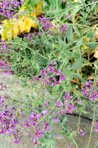 Saint Gallen, İsviçre, 9 Mayıs 2025 Moricandia Moricandioides bitkisi botanik bahçesinde