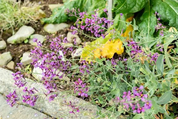 Saint Gallen, İsviçre, 9 Mayıs 2025 Moricandia Moricandioides bitkisi botanik bahçesinde