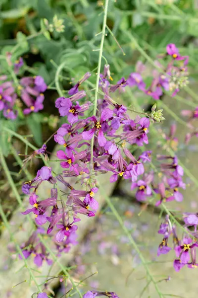 Saint Gallen, İsviçre, 9 Mayıs 2025 Moricandia Moricandioides bitkisi botanik bahçesinde