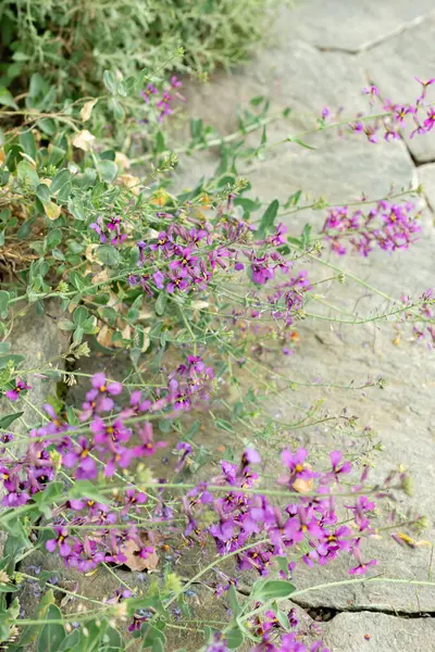 Saint Gallen, İsviçre, 9 Mayıs 2025 Moricandia Moricandioides bitkisi botanik bahçesinde