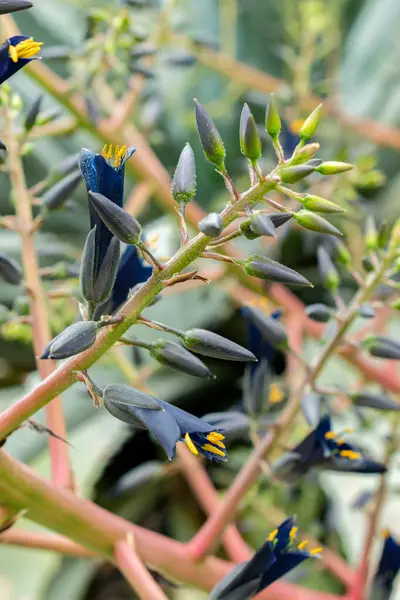 Saint Gallen, İsviçre, 9 Mayıs 2025 Puya Coerulea bitkisi botanik bahçesinde.