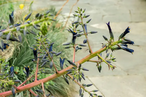 Saint Gallen, İsviçre, 9 Mayıs 2025 Puya Coerulea bitkisi botanik bahçesinde.