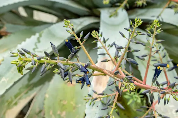 Saint Gallen, İsviçre, 9 Mayıs 2025 Puya Coerulea bitkisi botanik bahçesinde.