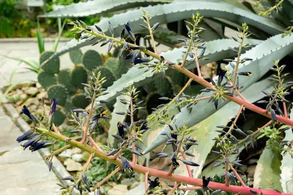 Saint Gallen, İsviçre, 9 Mayıs 2025 Puya Coerulea bitkisi botanik bahçesinde.