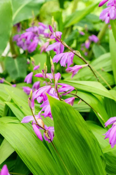 Saint Gallen, İsviçre, 9 Mayıs 2025 Bletilla Striata veya botanik bahçesindeki Çin orkide bitkisi