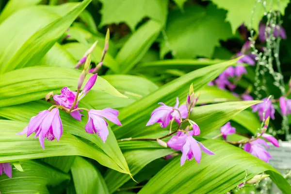Saint Gallen, İsviçre, 9 Mayıs 2025 Bletilla Striata veya botanik bahçesindeki Çin orkide bitkisi