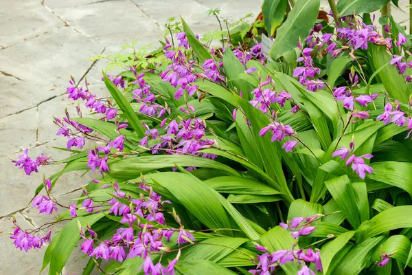 Saint Gallen, İsviçre, 9 Mayıs 2025 Bletilla Striata veya botanik bahçesindeki Çin orkide bitkisi