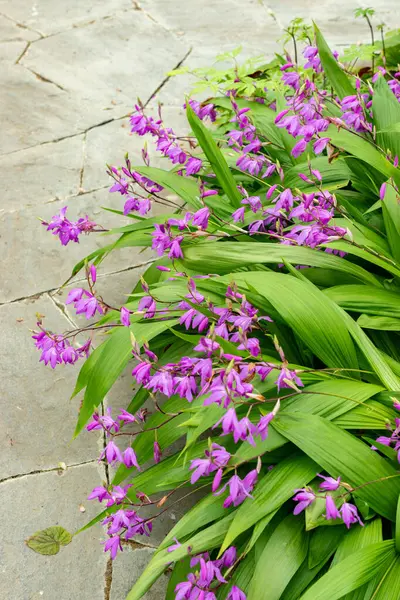 Saint Gallen, İsviçre, 9 Mayıs 2025 Bletilla Striata veya botanik bahçesindeki Çin orkide bitkisi