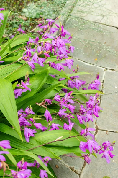 Saint Gallen, İsviçre, 9 Mayıs 2025 Bletilla Striata veya botanik bahçesindeki Çin orkide bitkisi