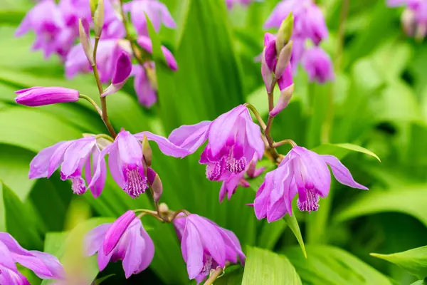 Saint Gallen, İsviçre, 9 Mayıs 2025 Bletilla Striata veya botanik bahçesindeki Çin orkide bitkisi