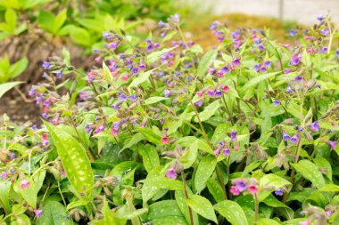 Saint Gallen, İsviçre, 9 Mayıs 2025 Pulmonaria Affini bitkisi botanik bahçesinde.