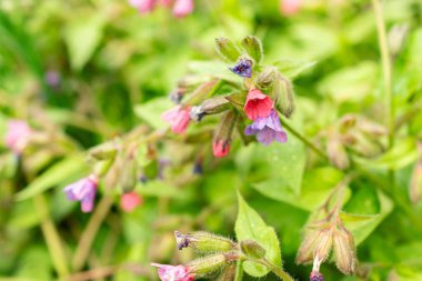 Saint Gallen, İsviçre, 9 Mayıs 2025 Pulmonaria Affini bitkisi botanik bahçesinde.