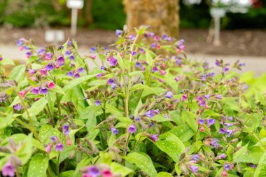 Saint Gallen, İsviçre, 9 Mayıs 2025 Pulmonaria Affini bitkisi botanik bahçesinde.