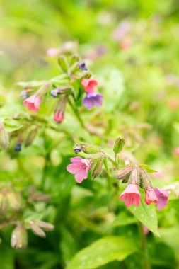 Saint Gallen, İsviçre, 9 Mayıs 2025 Pulmonaria Affini bitkisi botanik bahçesinde.