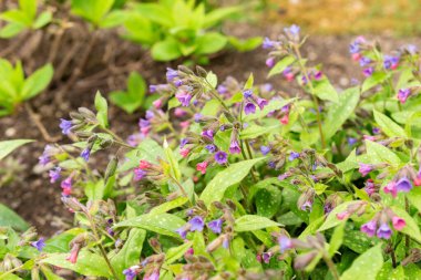Saint Gallen, İsviçre, 9 Mayıs 2025 Pulmonaria Affini bitkisi botanik bahçesinde.