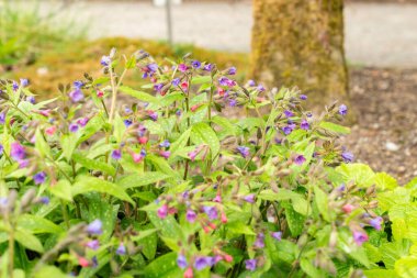 Saint Gallen, İsviçre, 9 Mayıs 2025 Pulmonaria Affini bitkisi botanik bahçesinde.