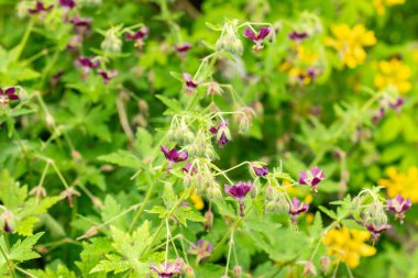 Saint Gallen, İsviçre, 9 Mayıs 2025 Geranium Reflexum bitkisi botanik bahçesinde