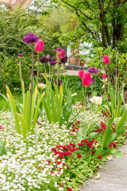 Saint Gallen, İsviçre, 9 Mayıs 2025 Botanik Bahçesinde renkli lale çiçekleri