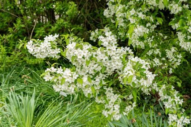 Saint Gallen, İsviçre, 9 Mayıs 2025 Malus Baccata veya botanik bahçesindeki Sibirya bok elma fabrikası