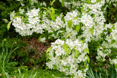 Saint Gallen, İsviçre, 9 Mayıs 2025 Malus Baccata veya botanik bahçesindeki Sibirya bok elma fabrikası
