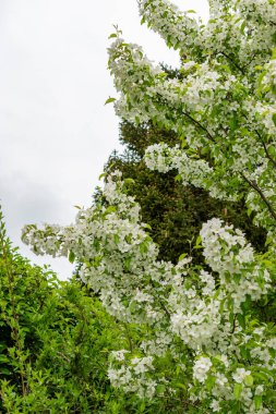 Saint Gallen, İsviçre, 9 Mayıs 2025 Malus Baccata veya botanik bahçesindeki Sibirya bok elma fabrikası