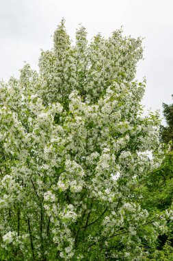Saint Gallen, İsviçre, 9 Mayıs 2025 Malus Baccata veya botanik bahçesindeki Sibirya bok elma fabrikası