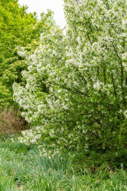 Saint Gallen, İsviçre, 9 Mayıs 2025 Malus Baccata veya botanik bahçesindeki Sibirya bok elma fabrikası
