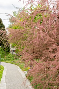 Saint Gallen, İsviçre, 9 Mayıs 2025 Tamarix Tetrandra bitkisi botanik bahçesinde