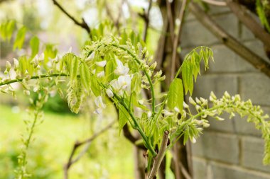 Saint Gallen, İsviçre, 9 Mayıs 2025 Wisteria Floribunda var Shiro Noda ya da botanik bahçesindeki Japon Wisteria bitkisi